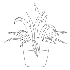 Spider Plant Plant Outline 2D Illustrations