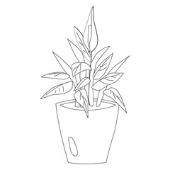 Peace Lily Plant Outline 2D Illustrations