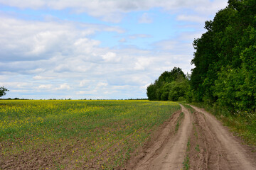 Fototapeta na wymiar country road going along the forest and field with cloudscape on background, copy space 