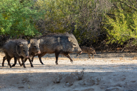 Five members of a family of collared peccary, Dicotyles tajacu, AKA javelina, two of them, young babies in the Sonoran Desert. Pima county, Tucson, Arizona, USA.