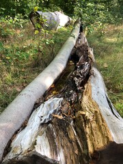 tree trunk in the forest