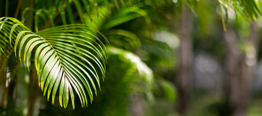closeup nature view of palm tree green leaf background. Horizontal long banner for web design with...