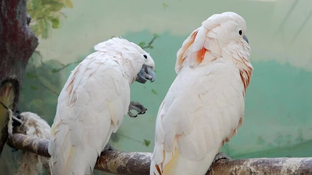 Two parrots are sitting on a branch.