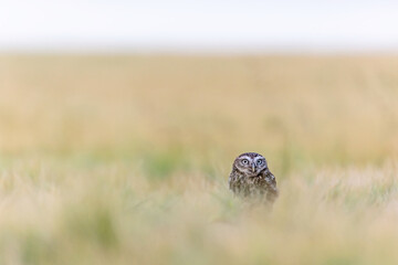 Minimalist Wilderness Photography of the Boreal Owl sitting alone in a cornfield. Horizontally. 