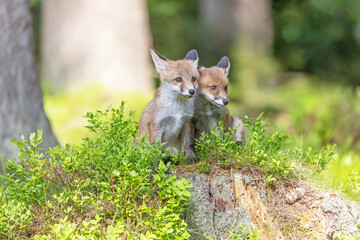 Pair of cute fox cubs is posing in the forest. Horizontally. 