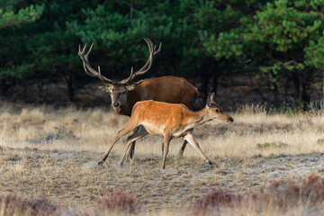 Naklejka premium Red deer (Cervus elaphus) stag trying to impress the females in the rutting season in the forest of National Park Hoge Veluwe in the Netherlands