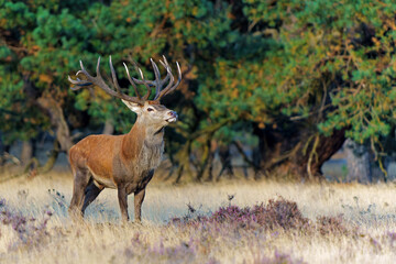Red deer (Cervus elaphus) stag trying to impress the females in the rutting season  in the forest...