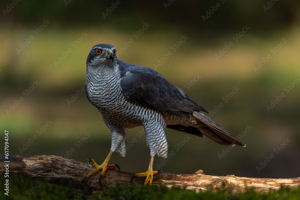 Sticker Northern goshawk (accipiter gentilis) searching for food in the forest of Noord Brabant in the Netherlands with a black background       