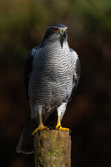 Northern goshawk (accipiter gentilis) searching for food in the forest of Noord Brabant in the Netherlands with a black background       
