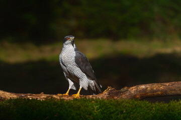 Northern goshawk (accipiter gentilis) searching for food in the forest of Noord Brabant in the Netherlands with a black background       