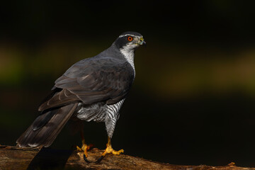 Northern goshawk (accipiter gentilis) searching for food in the forest of Noord Brabant in the...