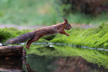 Eurasian red squirrel (Sciurus vulgaris) jumping in the forest of Noord Brabant in the Netherlands. Green background
