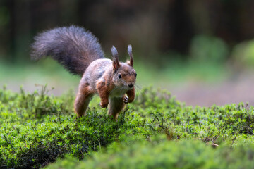 Eurasian red squirrel (Sciurus vulgaris) searching for food in the forest in the Netherlands.   