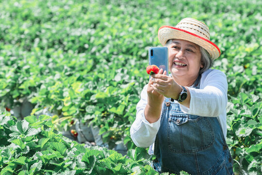 Asian elderly woman who is an organic strawberry farmer, using a phone to take a picture of a red strawberry which she harvested from her farm. to strawberry harvest season and farmer concept.