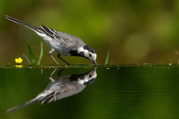 Pied Wagtail or White Wagtail (Motacilla alba) hanging around a pond for a drink and some food in the Netherlands
