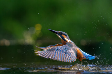 Common Kingfisher (Alcedo atthis) flying away after diving for fish in the forest in the Netherlands