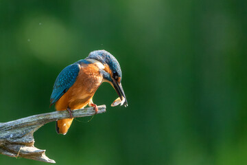 Common Kingfisher (Alcedo atthis) sitting on a branch after fishing in the forest in the Netherlands