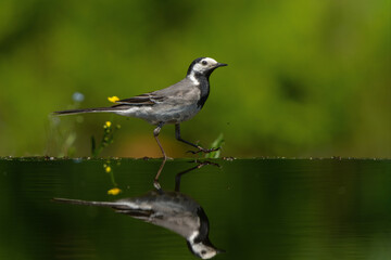 Pied Wagtail or White Wagtail (Motacilla alba) hanging around a pond for a drink and some food in the Netherlands