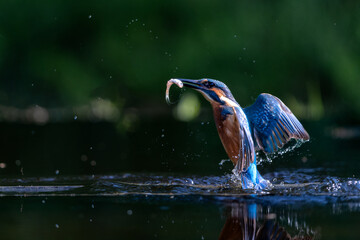 Common Kingfisher (Alcedo atthis) flying away after diving for fish in the forest in the Netherlands