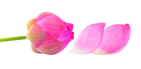 lotus flower on transparent png