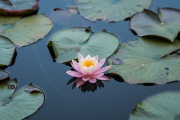 pink water lily or lotus flower reflecting on water, soft focus, shallow depth of field