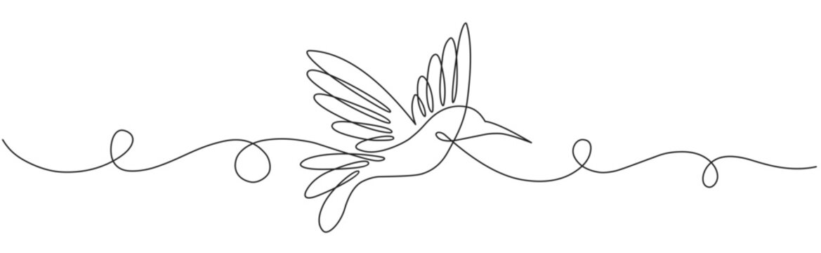 Line art vector iloustration of colibri bird
