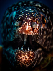 Spotted moray eel (Gymnothorax moringa) mouth gaping open in the Carribbean, Roatan, Bay Islands, Honduras