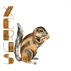 Xerus with a nut, watercolor illustration. Names of animals, pictures for alphabet blocks, for learning the alphabet, postcard, sticker