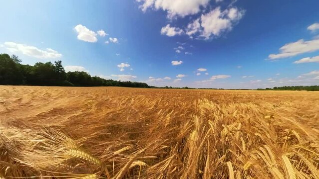 goldgelbes Getreidefeld mit blauem Himmel und leichtem Wind, Kornfeld, Landwirtschaft, Ackerbau, Weizen, Roggen, Hafer, Dinkel