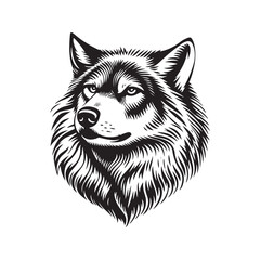 Wolf head vector illustration on a white background. Vintage tiger illustration