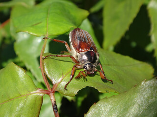 Male common cockchafer, also known as May bug or May beetle, (Melolontha melolontha) on green leaves of a rose plant