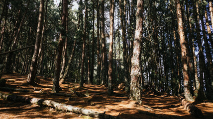 Enchanting Autumn Hues: Capturing the Beauty of Bogota's Native Pine Forest at Sunrise