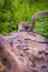squirrel in the park, on a fallen tree, looking at the camera