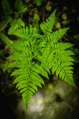 fern leaf in the forest