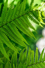 fern leaves in the forest