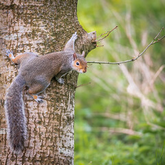 squirrel on tree