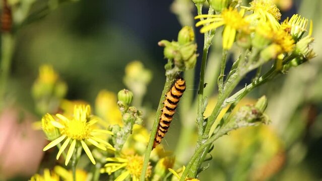 two yellow black caterpillars of the cinnabar moth feeding on a ragwort plant