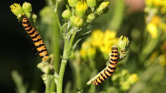 two yellow black caterpillars of the cinnabar moth feeding on a ragwort plant