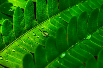 Raindrops on the leaves of a green fern after a night shower in Windsor in Upstate NY.  Water beads...