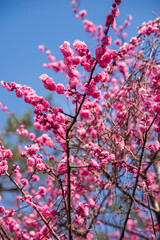 Pink Cherry Blossom in Spring in Japan
