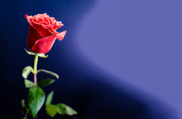 Fresh red roses against the dark background of a black table. Close-up. Free space for emotional,...