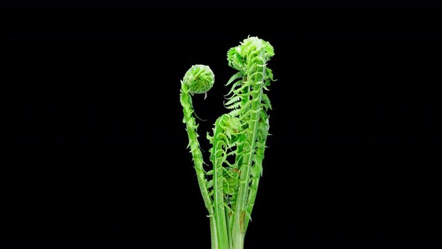 Matteuccia or Ostrich Fern Grows in Time Lapse on a Black Background. Young Edible Leafs of Fern Matteuccia Struthiopteris. General View of Plant in Early Spring and Young Green Frond
