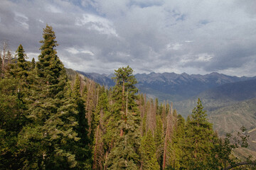 pine forest in the mountains