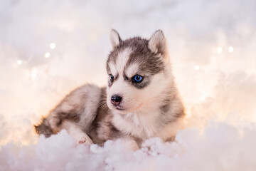 Fototapeta premium A little one and a half month old husky puppy on white fluff with luminous garlands.