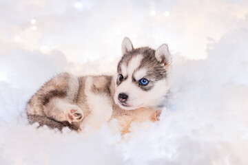 Fototapeta na wymiar A little one and a half month old husky puppy on white fluff with luminous garlands.