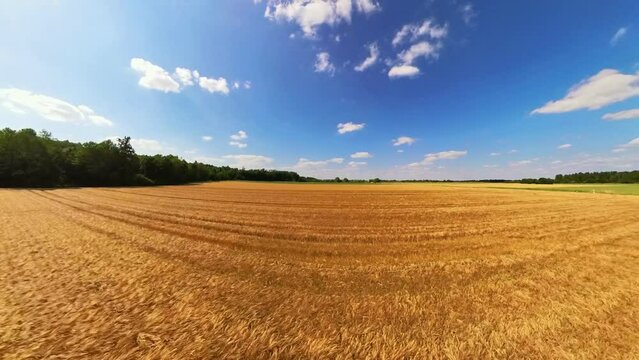 goldgelbes Getreidefeld mit blauem Himmel und leichtem Wind, Kornfeld, Landwirtschaft, Ackerbau, Weizen, Roggen, Hafer, Dinkel