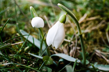 Obraz premium Little first spring flowers of snowdrops bloom outdoors in the spring