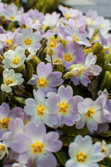Fototapeta na wymiar Small fragile primrose flowers bloom