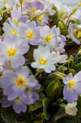 Small fragile primrose flowers bloom