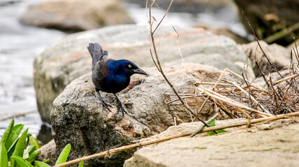 Common grackle standing near water on stone